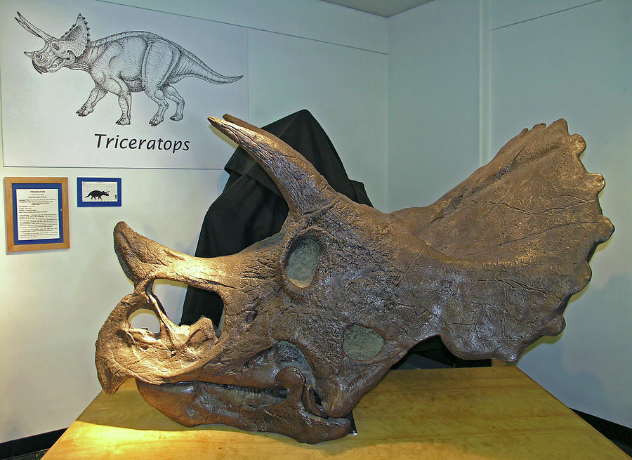 Triceratops Photograph by Sally Weigand