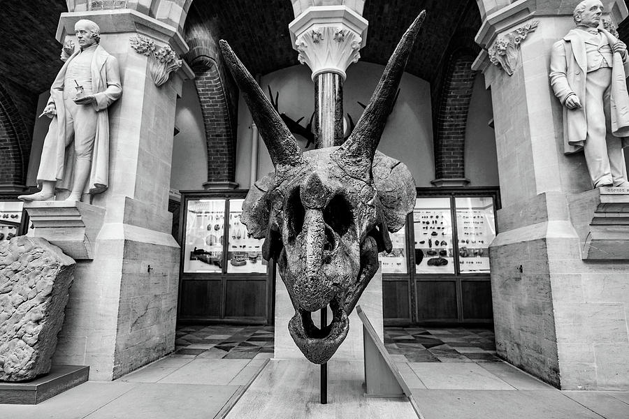 Triceratops skull Photograph by Ed James