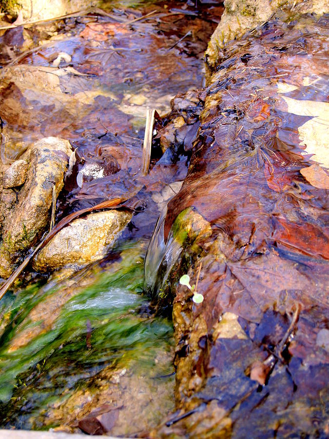 Trickle With Leaves Photograph by James Granberry