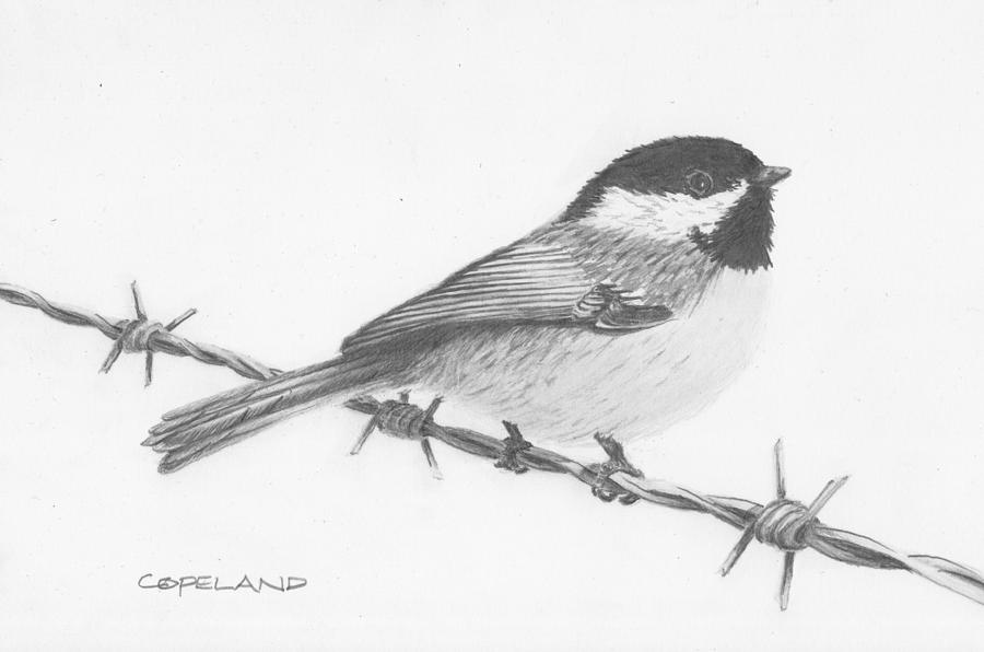 Tricky Perch Drawing by Don Copeland - Fine Art America