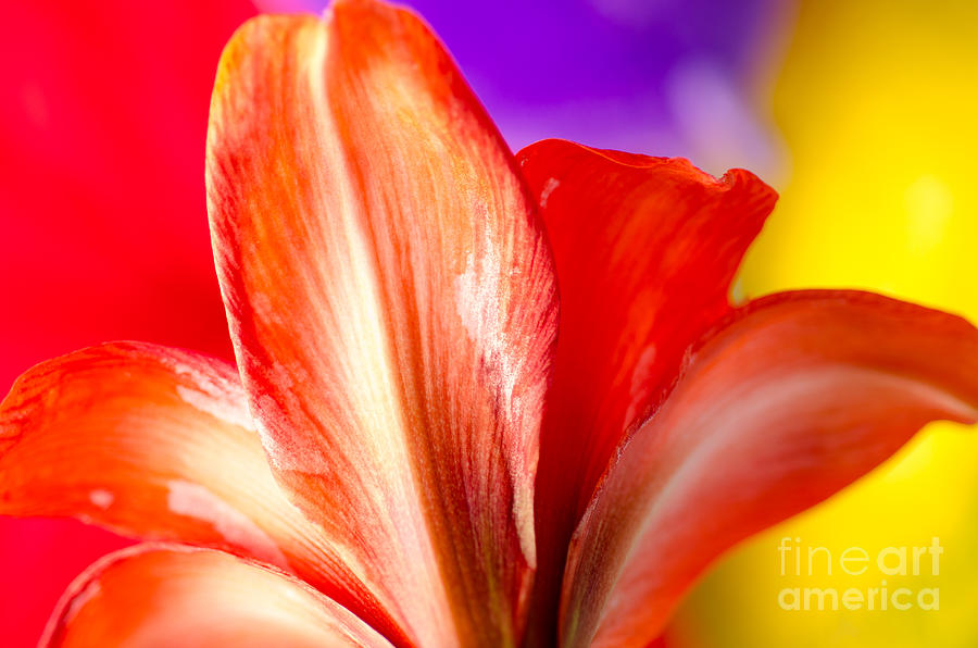 Tricolor Amaryllis Red Amaryllis Petals On A Yellow Red And Purple Background Photograph