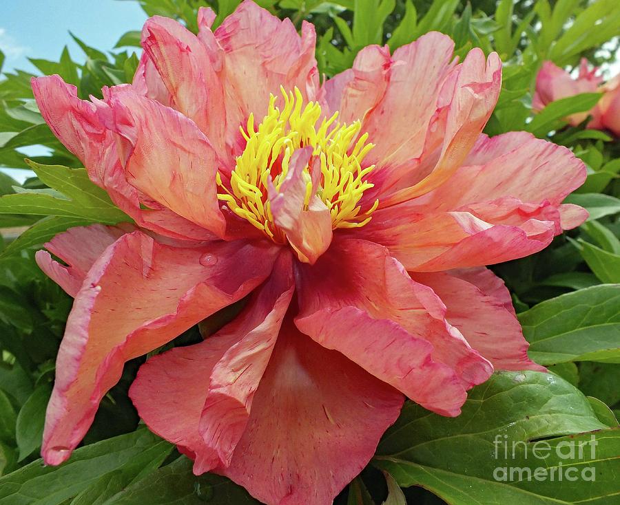 Tricolor Blooms - Itoh Peony Photograph