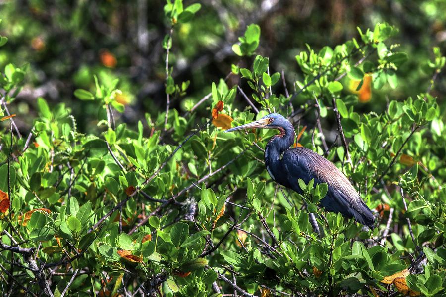 Tricolor Heron Among The Mangrove Photograph by Carol Montoya