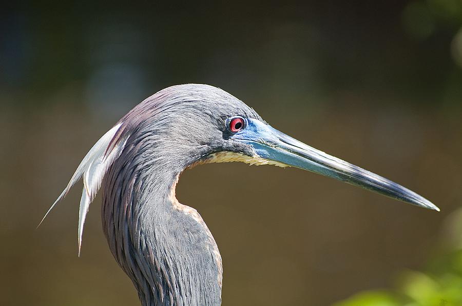 Tricolor Heron Closeup Photograph by Kenneth Albin