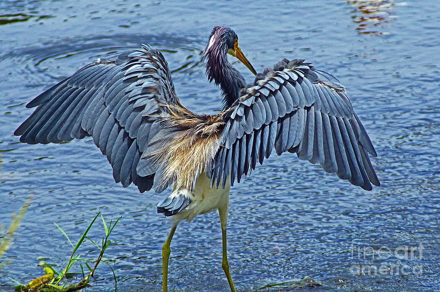 TriColor Heron The Grand Opening Photograph by Larry Nieland