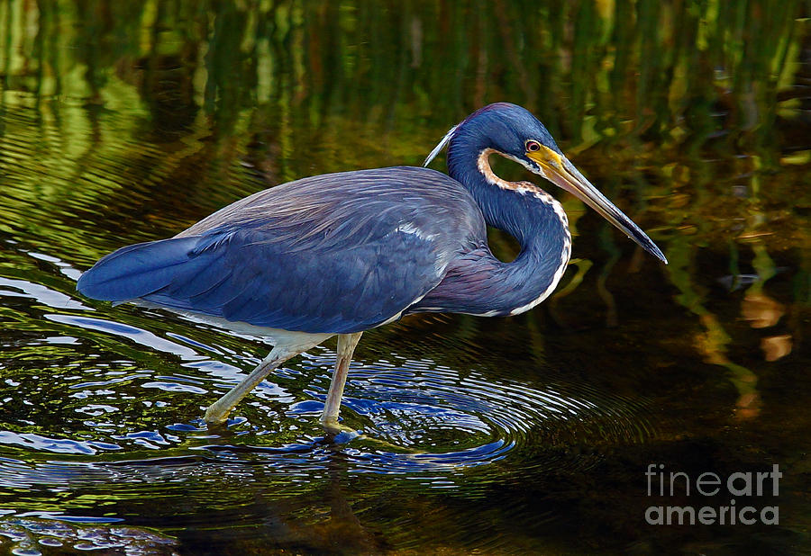 Tricolor Heron Photograph by Larry Nieland