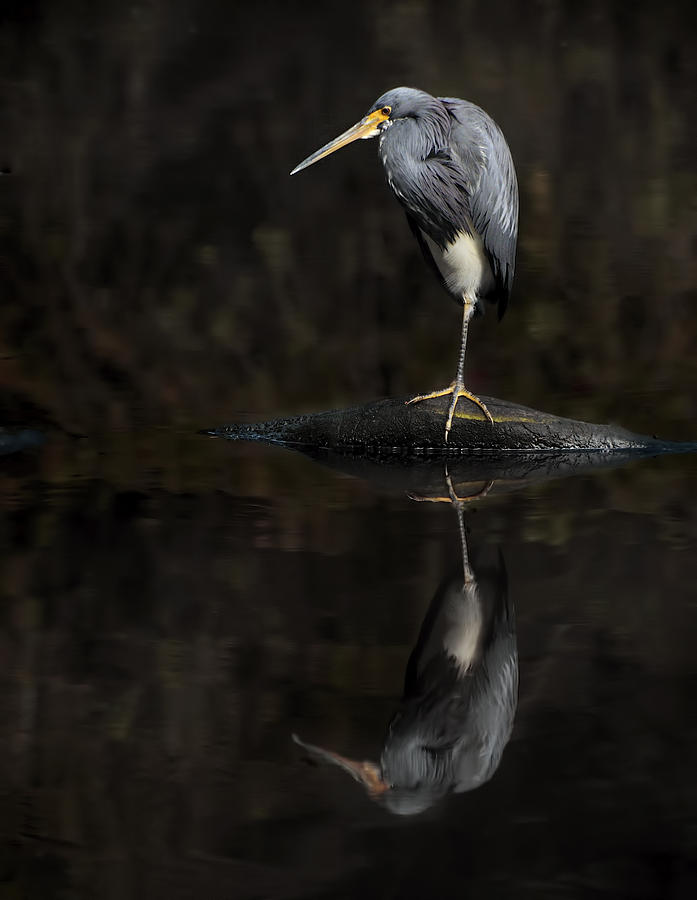 Tricolor Heron Reflecting Photograph by Carol Eade