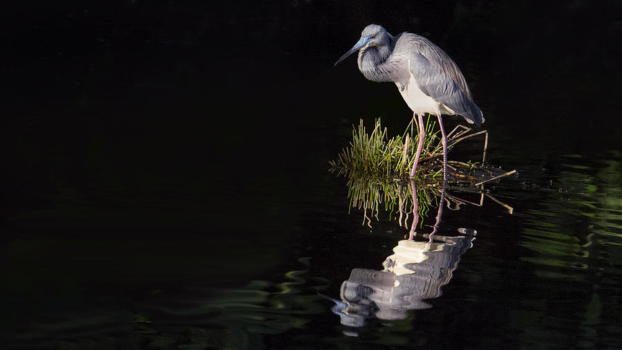Tricolor Heron Reflection Photograph by Don Durfee