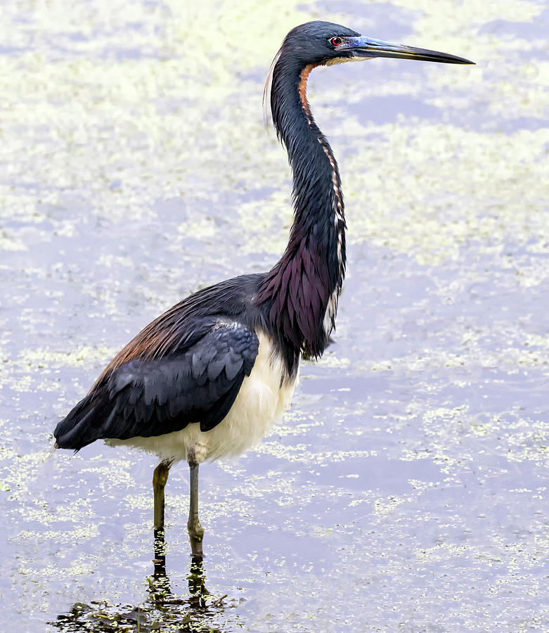 Tricolor Heron Repose Photograph by Art Cole