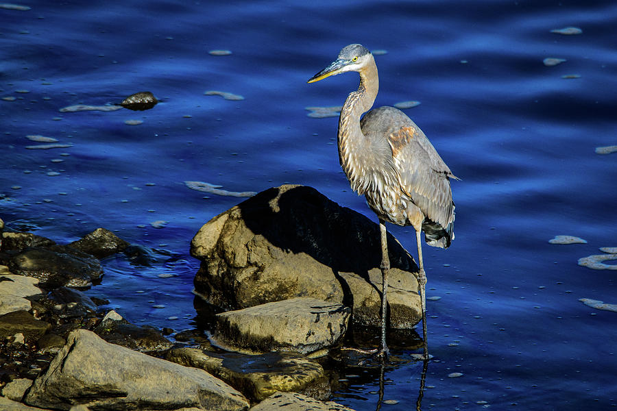 Tricolor Heron with Shadow  Photograph by Gary E Snyder