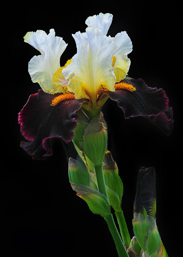 Tricolor Iris Photograph by Dave Mills