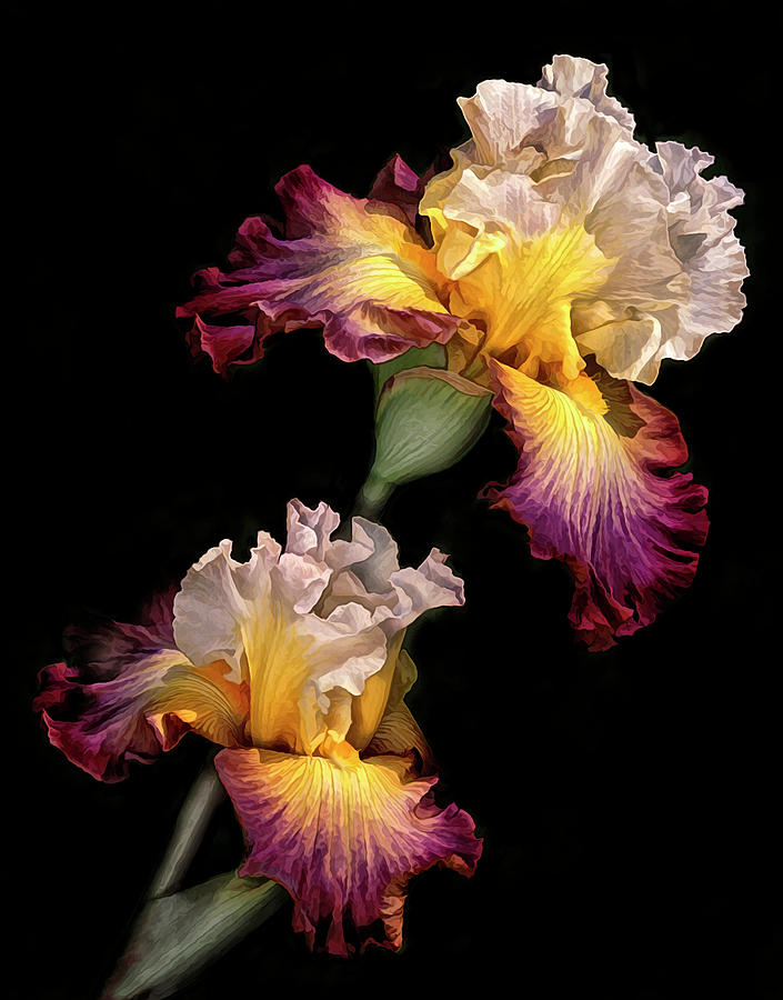 Tricolor Iris Pair Photograph by Dave Mills
