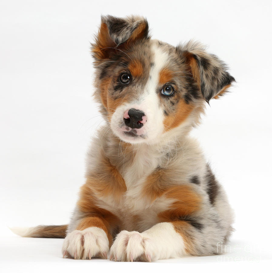 Tricolor Merle Collie Puppy Photograph by Mark Taylor