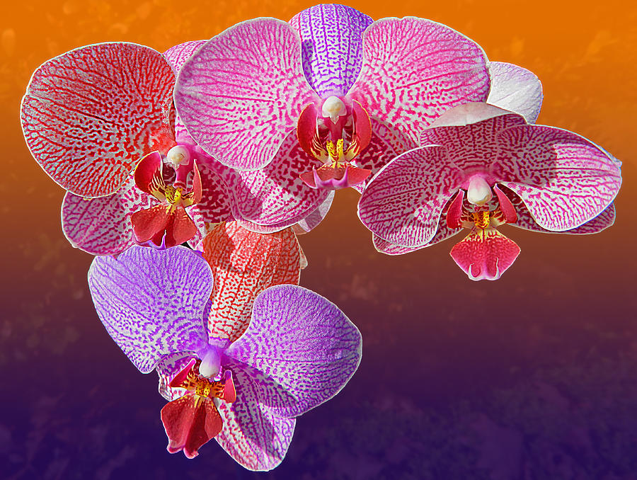 Tricolor Orchids 2 Photograph by Emmy Marie Vickers