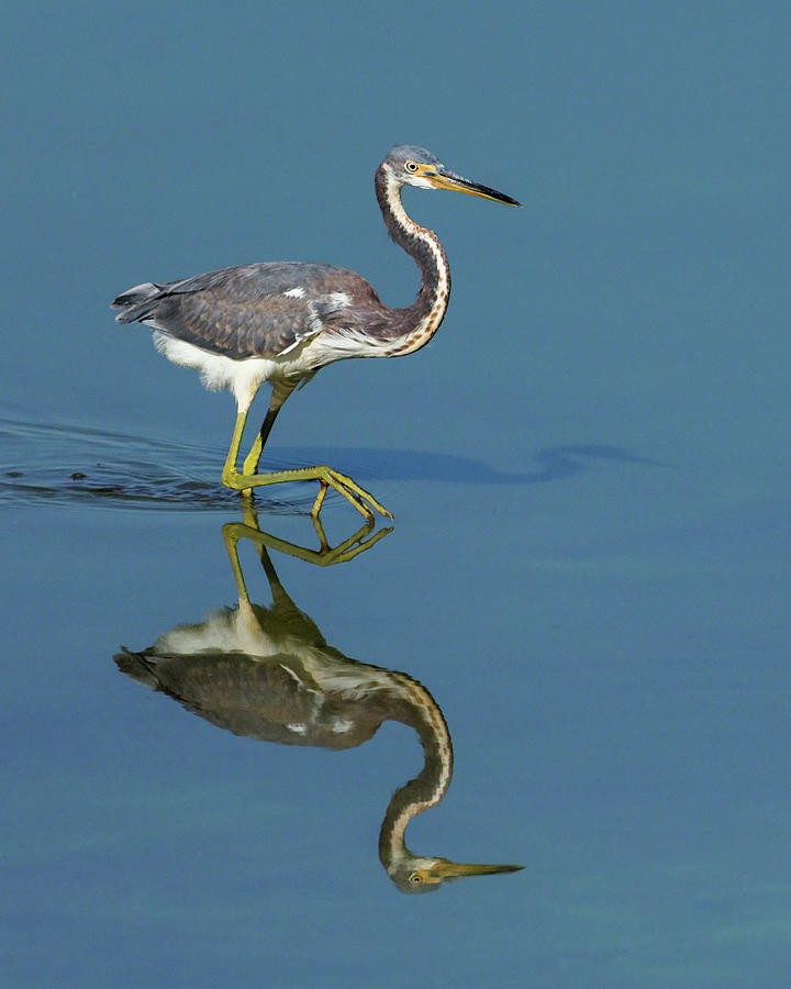 Tricolor Reflection Photograph by Dawn Currie