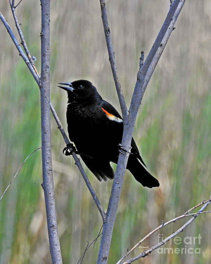 Feather Photograph - Tricolored Blackbird by Kathy M Krause