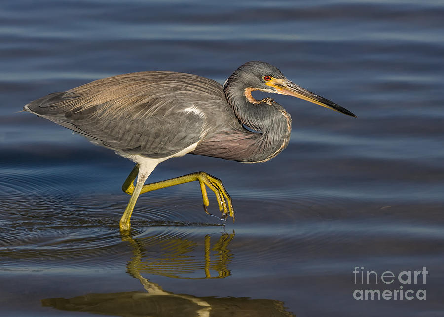 Tricolored Heron 1 Photograph by Jerry Fornarotto
