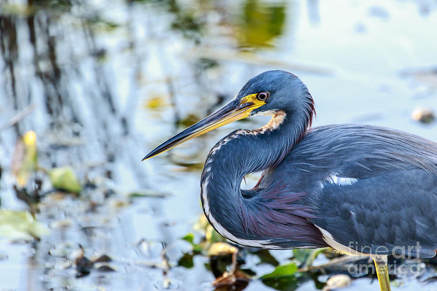 Tricolored Heron 7 Photograph by Ben Graham