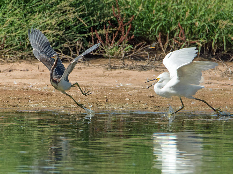 Tricolored Heron and Snowy Egret Chase Photograph by Tam Ryan