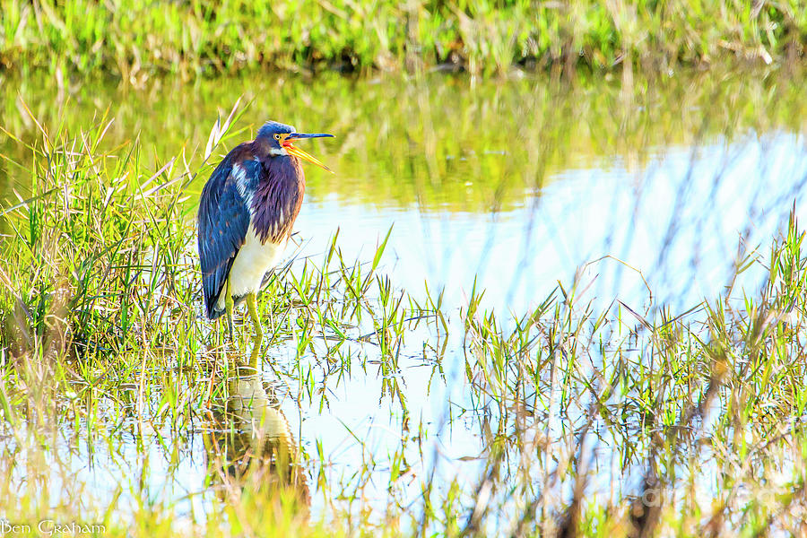 Tricolored Heron at Celery Fields Photograph by Ben Graham