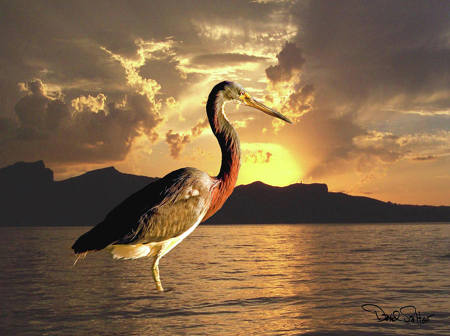 Sunset Photograph - Tricolored Heron at Sunset by David Salter