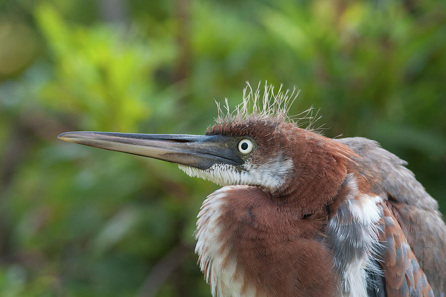 Tricolored Heron - Bad Hair Day Photograph by Paul Rebmann