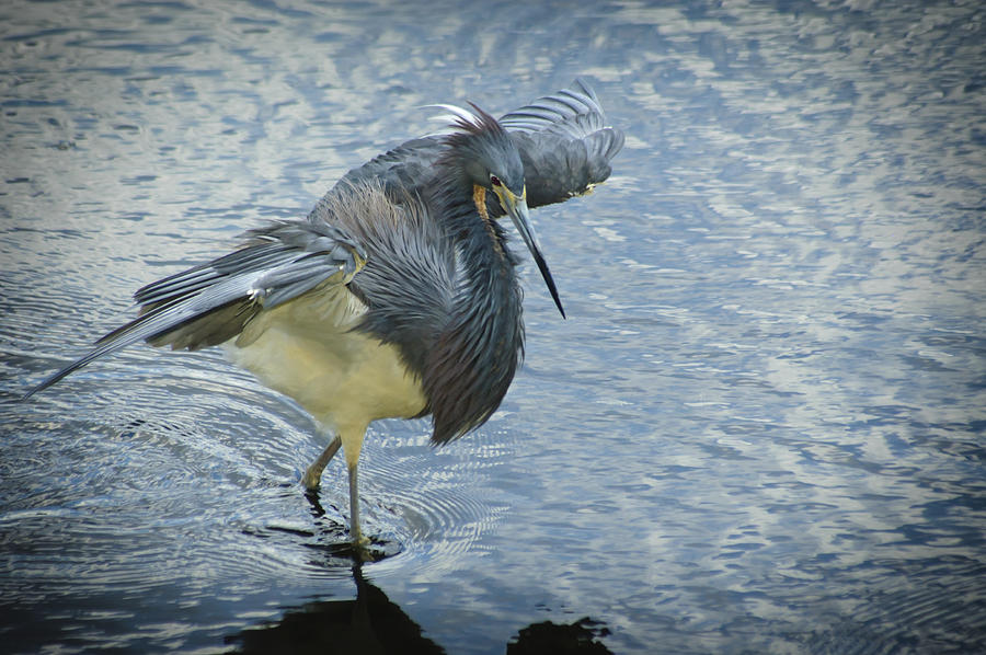 Tricolored Heron Photograph by Carolyn Marshall