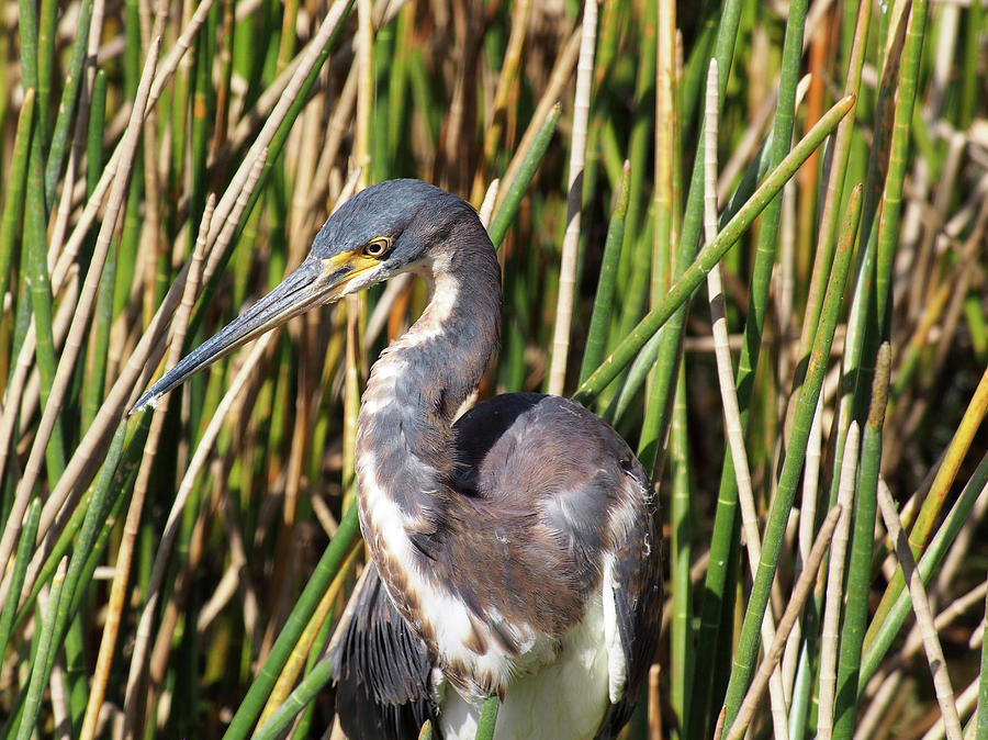 Tricolored Heron Close Up in Florida Wetlands Photograph by Jill ...