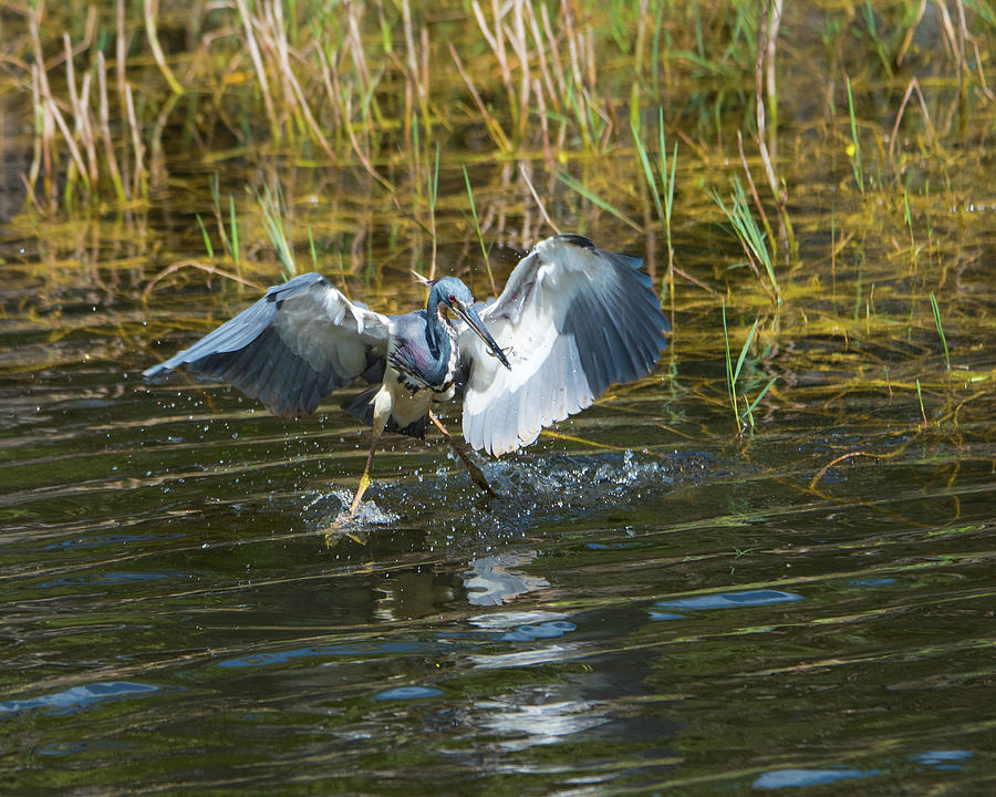 Tricolored Heron Dinner and Dancing Photograph by Artful Imagery