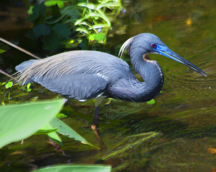 Tricolored Heron Photograph by Edelberto Cabrera - Fine Art America