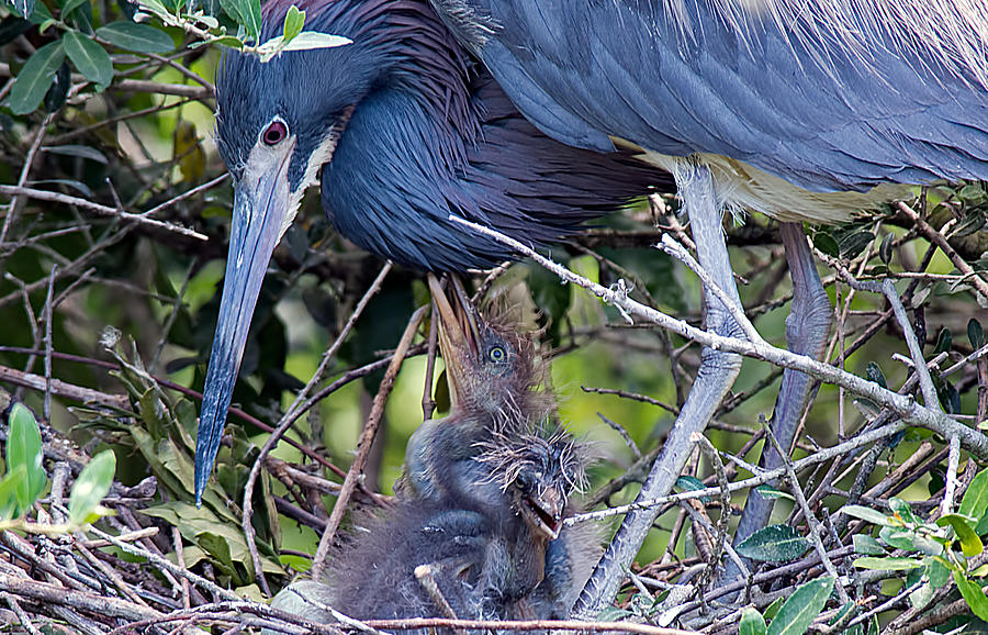 Tricolored Heron Family Photograph by Kenneth Albin