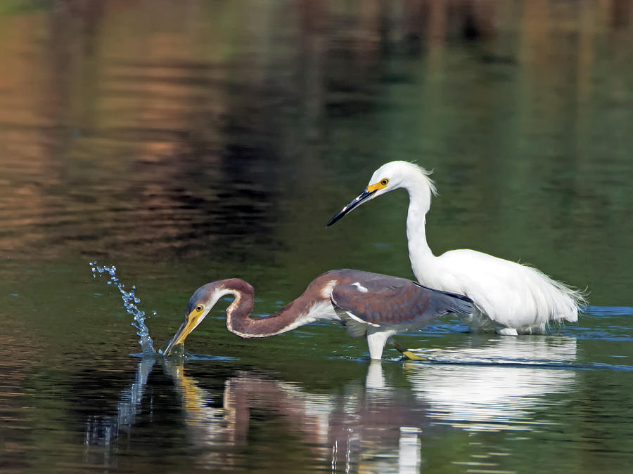 Tricolored Heron Fishing and Snowy Egret Photograph by Tam Ryan