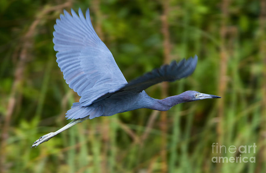 Heron Photograph - Tricolored Heron Flight by Michael Dawson