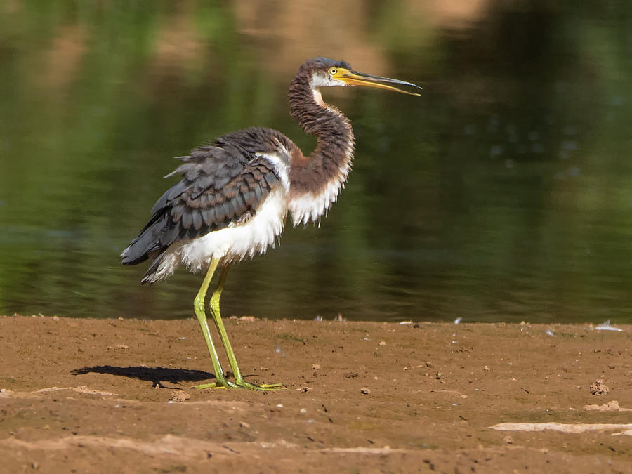 Tricolored Heron Fluffed Up Photograph by Tam Ryan