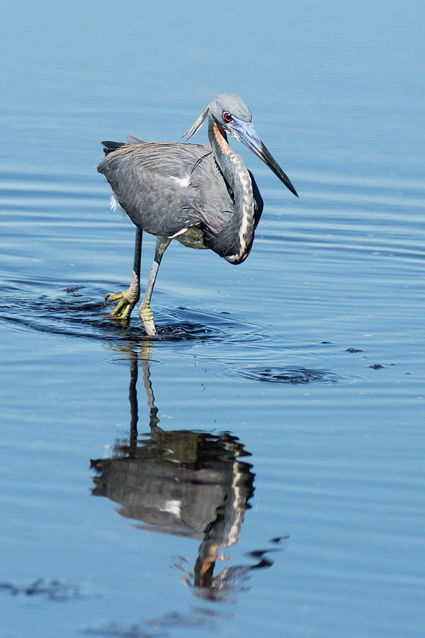 Tricolored Heron Full Tilt Photograph by Dawn Currie