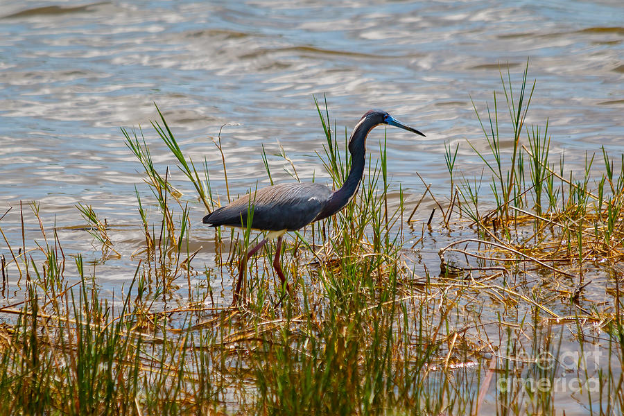 Tricolored Heron Hunting Photograph by Les Greenwood