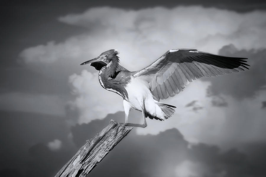 Tricolored Heron in Black and White Photograph by Mark Andrew Thomas