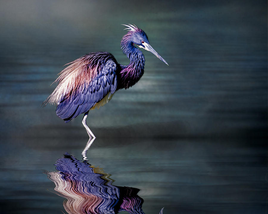 Tricolored Heron Photograph - Tricolored Heron in breeding plumage by Brian Tarr