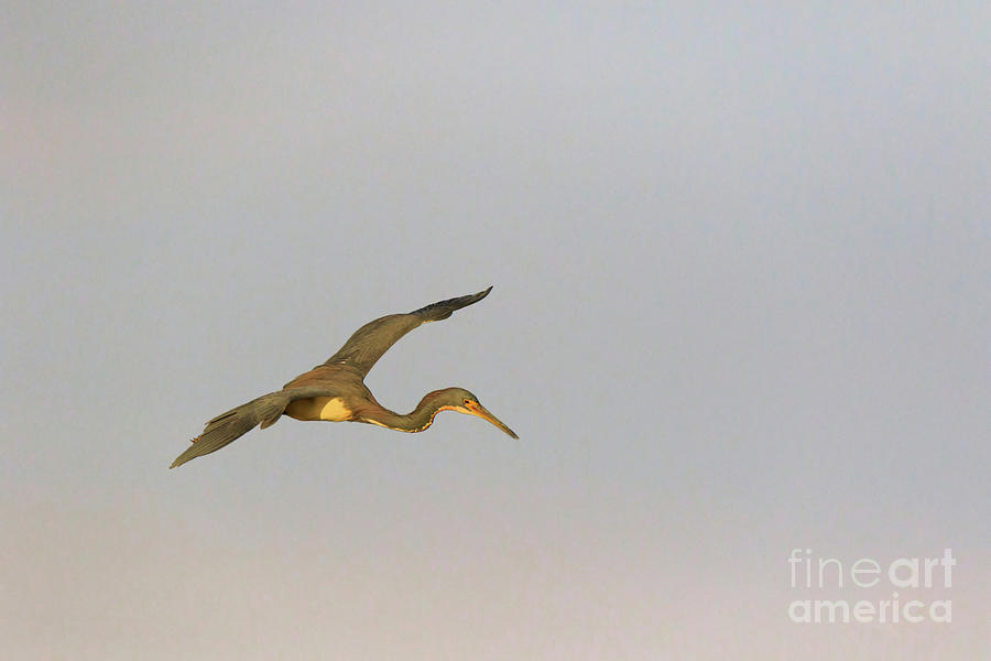 Tricolored Heron in flight Photograph by Louise Heusinkveld