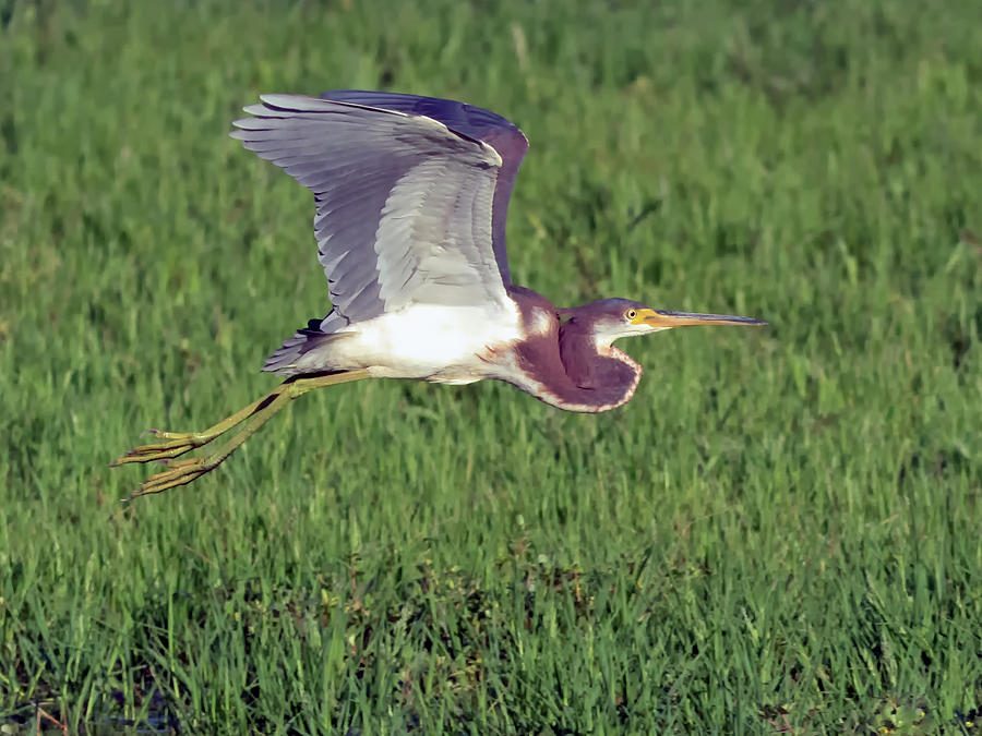 Tricolored Heron in Flight Photograph by Tam Ryan