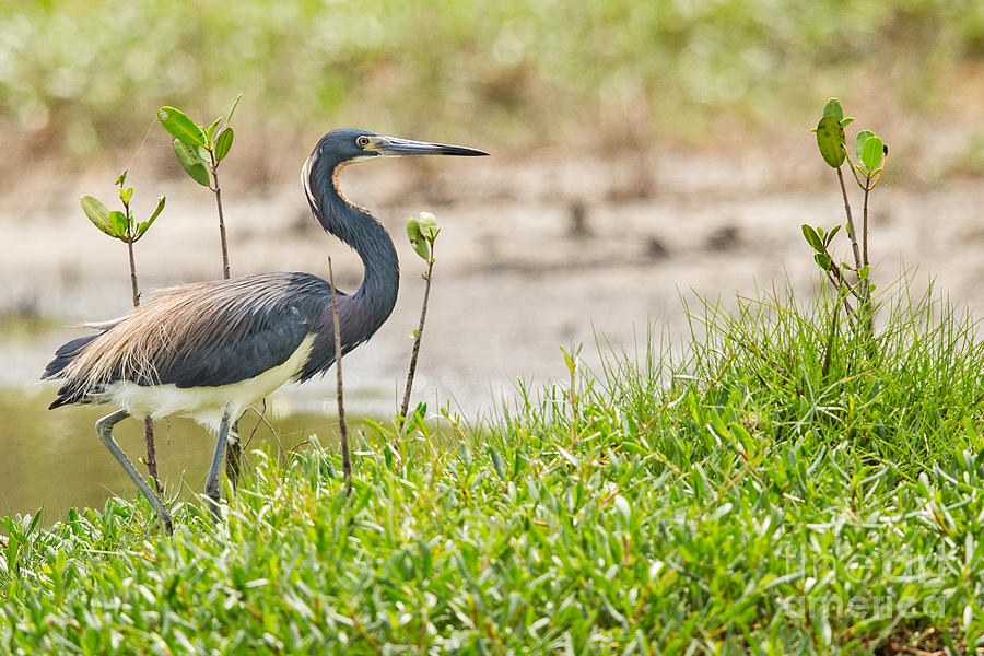 Tricolored Heron in Florida Photograph by Natural Focal Point ...