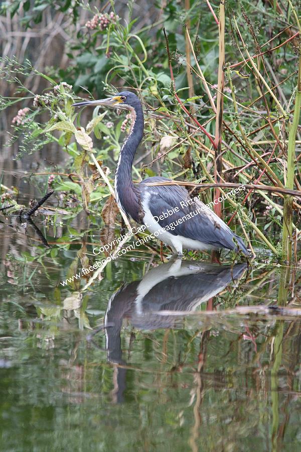 Tricolored Heron in Glade Photograph by Captain Debbie Ritter