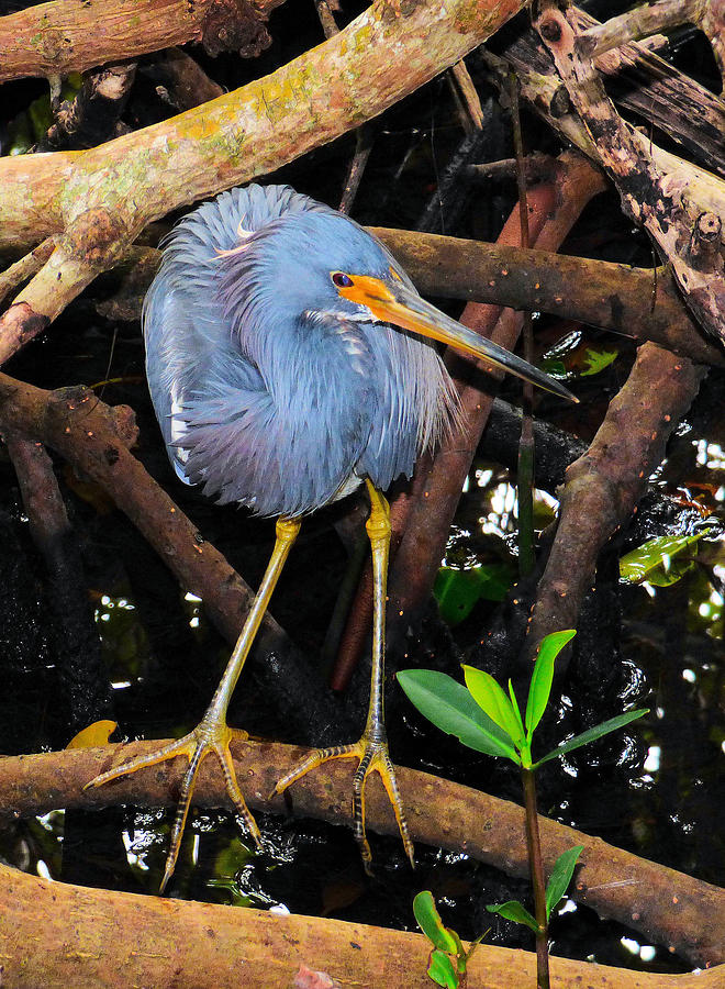 Tricolored Heron in the Swamp Photograph by Rosalie Scanlon