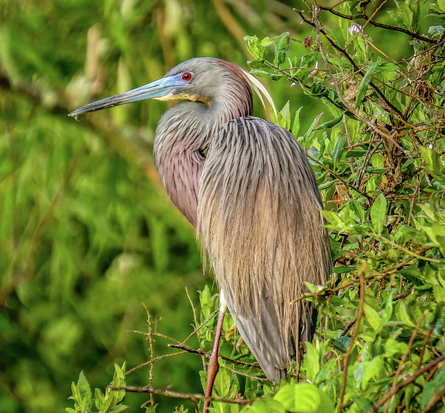Tricolored Heron Photograph by Jane Luxton