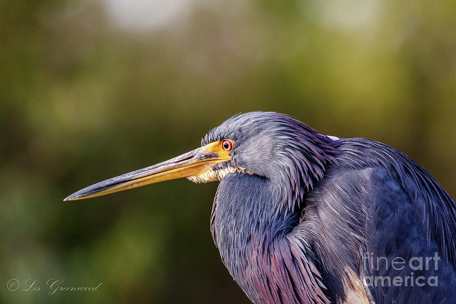 Tricolored Heron Photograph by Les Greenwood