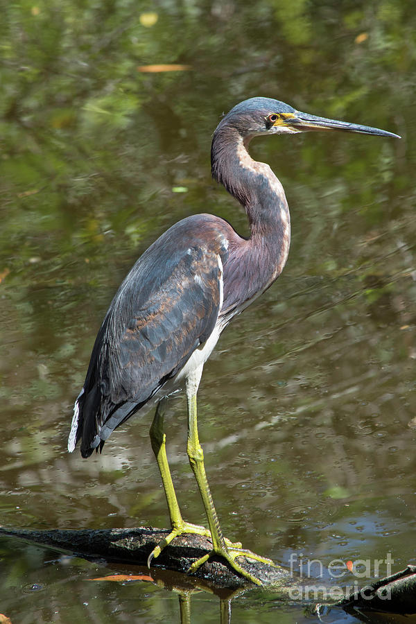 Tricolored Heron Photograph by Linda Steele