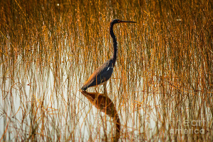 Tricolored Heron on Grassy Swamp Photograph by George Kenhan