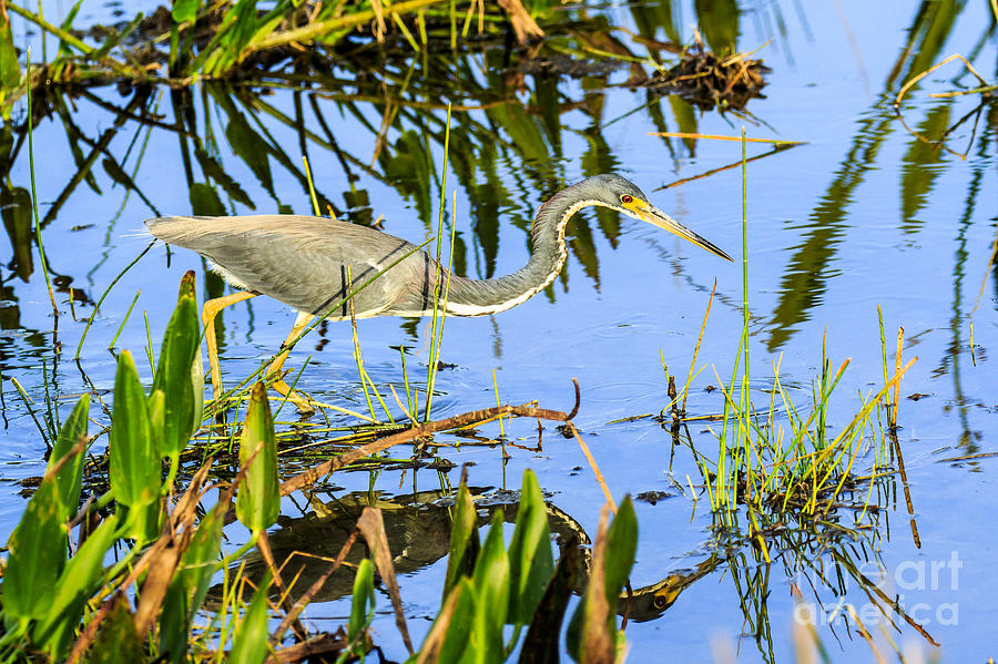 Tricolored Heron On The Hunt Photograph by Ben Graham - Fine Art America