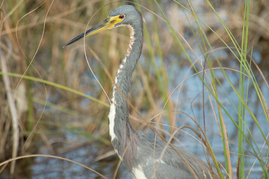 Tricolored Heron On The Hunt Photograph