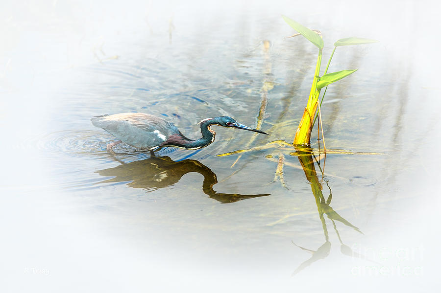 Tricolored Heron On the Prowl Photograph by Rene Triay FineArt Photos